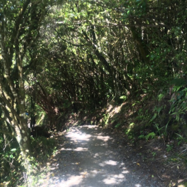 trail along the tongariro alpine crossing descent