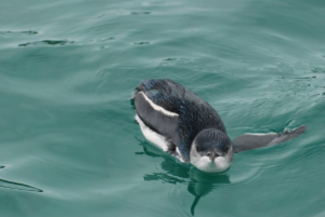 little blue penguin, bay of islands