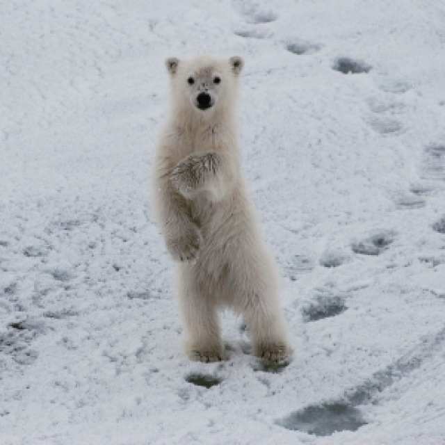 ten things you must do while traveling, polar bears, svalbard, insider knowledge