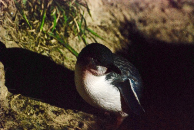 little blue penguin, Royal Albatross Centre, Otago Peninsula, Dunedin, NZ