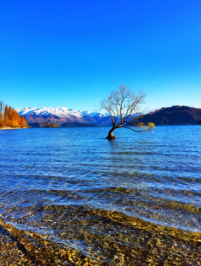 #thatwanakatree, Wanaka, Lake Wanaka, New Zealand