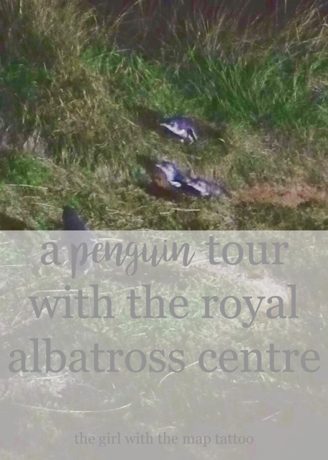 things to do in Dunedin, New Zealand: learn about the penguin tours with the Royal Albatross Centre