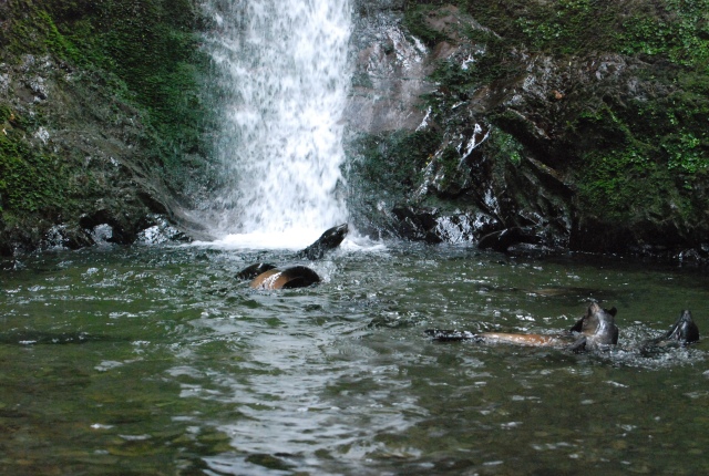 oahu waterfall, baby seals in waterfall, kaikoura waterfall