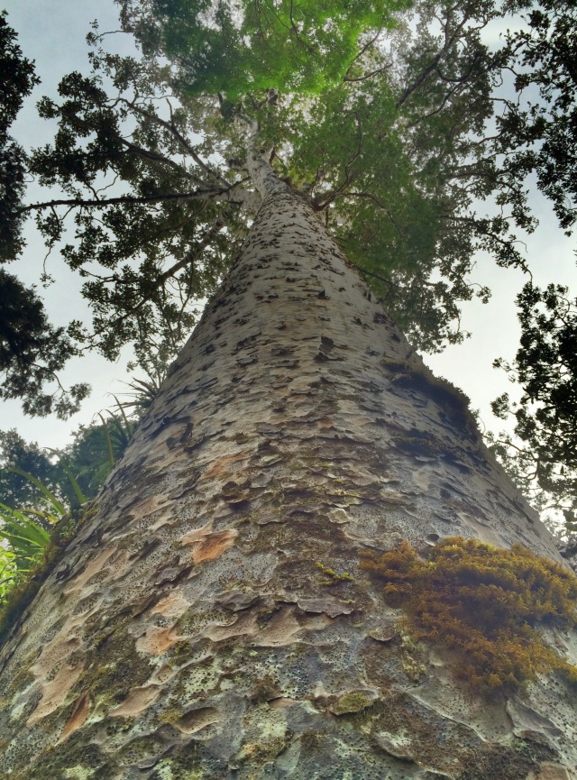 kauri trees, kauri groves, the coromandel, the bay of islands, the northland