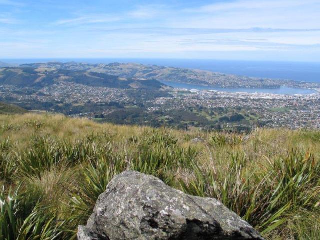 view of Dunedin, NZ from the Flagstaff-Pineapple Track